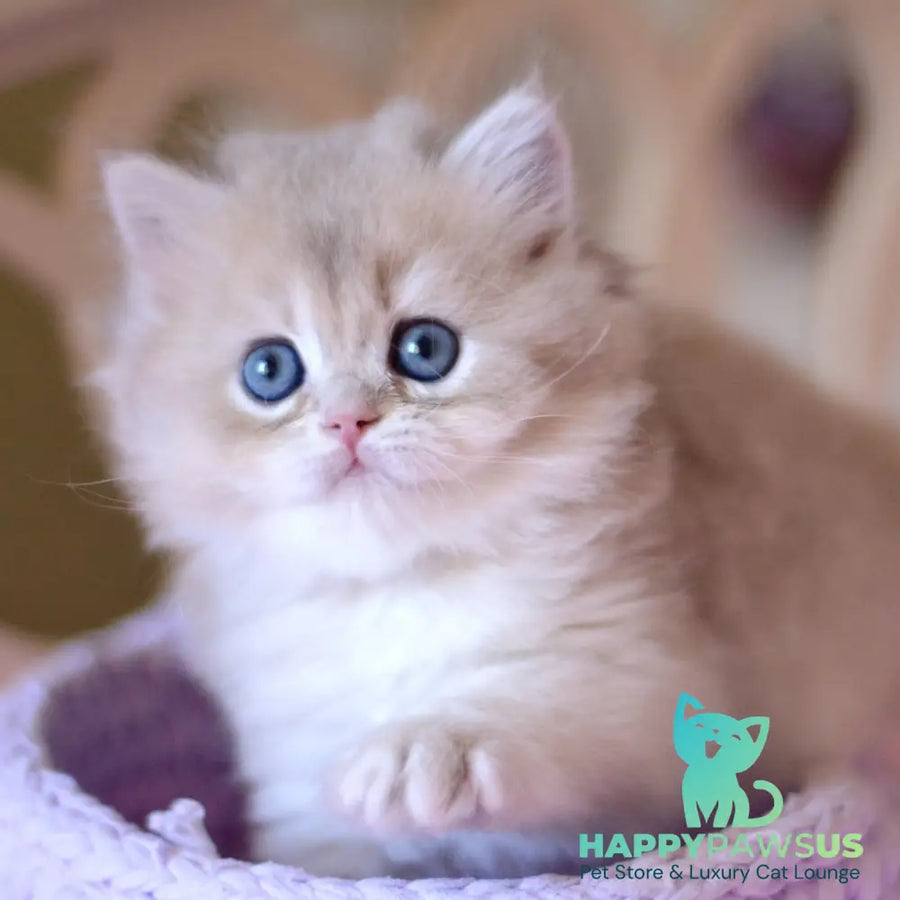 York British Longhair male blue golden chinchilla - live animals