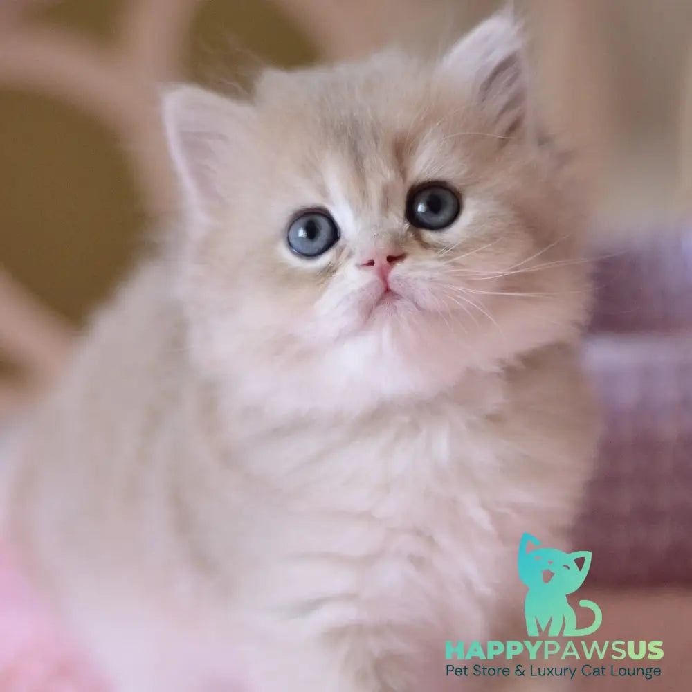 York British Longhair male blue golden chinchilla - live animals