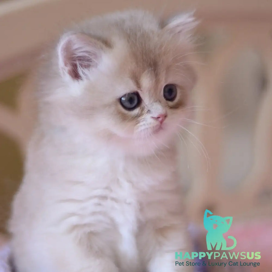 York British Longhair male blue golden chinchilla - live animals