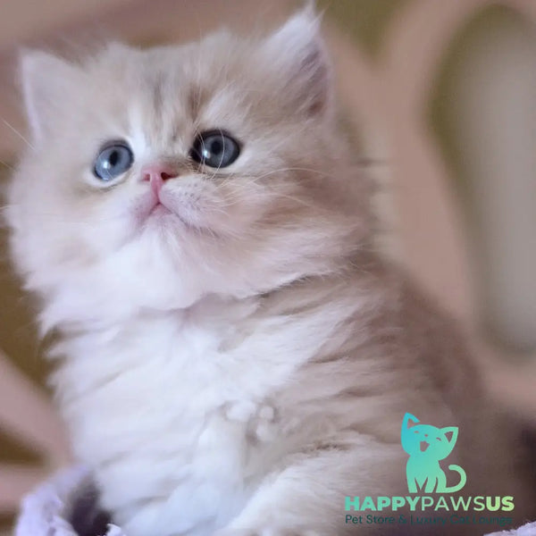 York British Longhair male blue golden chinchilla - live animals