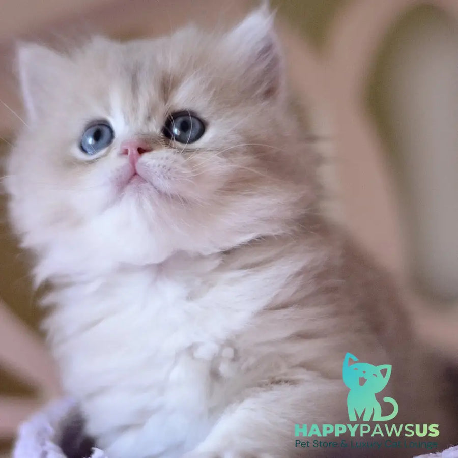 York British Longhair male blue golden chinchilla - live animals