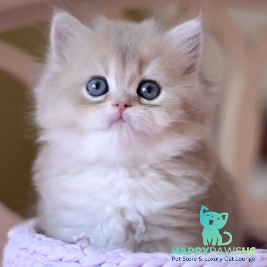 York British Longhair male blue golden chinchilla - live animals