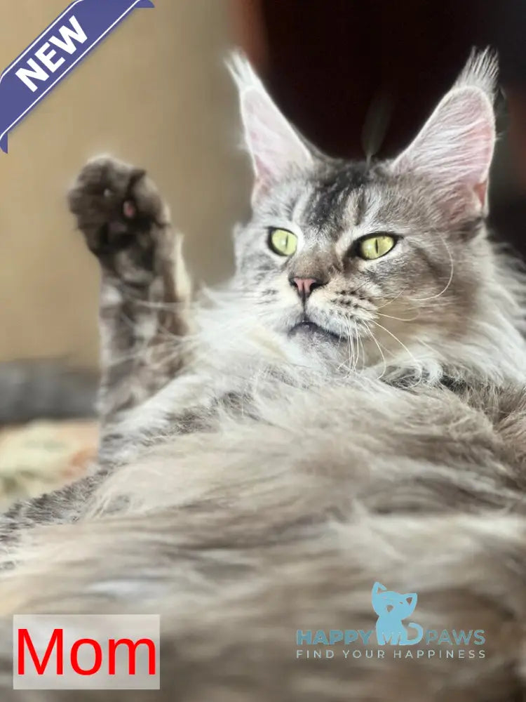 York Maine Coon male black silver ticked tabby live animals