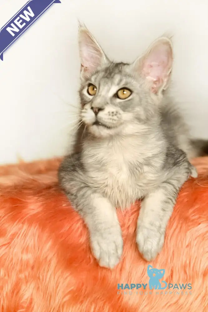 York Maine Coon male black silver ticked tabby live animals