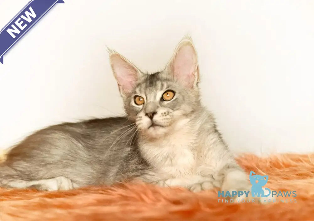 York Maine Coon male black silver ticked tabby live animals