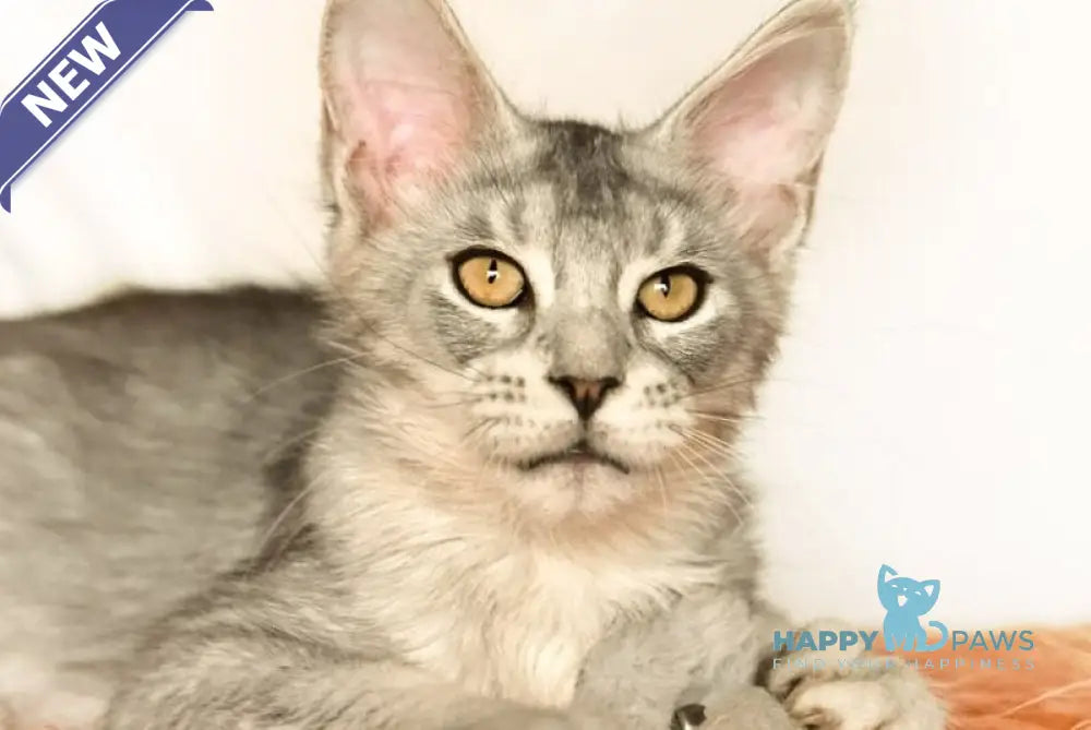 York Maine Coon male black silver ticked tabby live animals