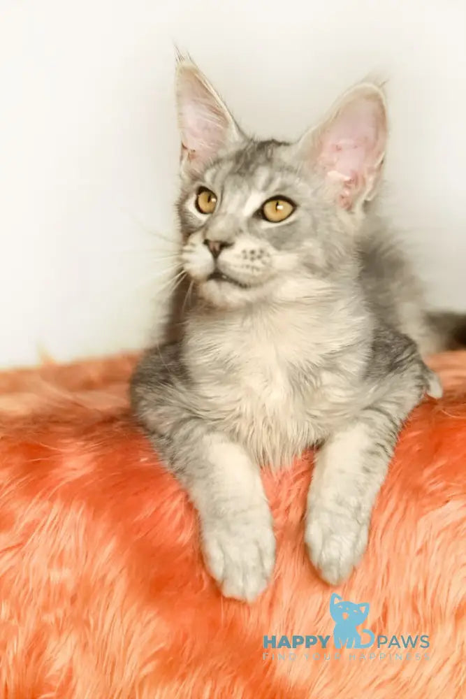 York Maine Coon male black silver ticked tabby live animals