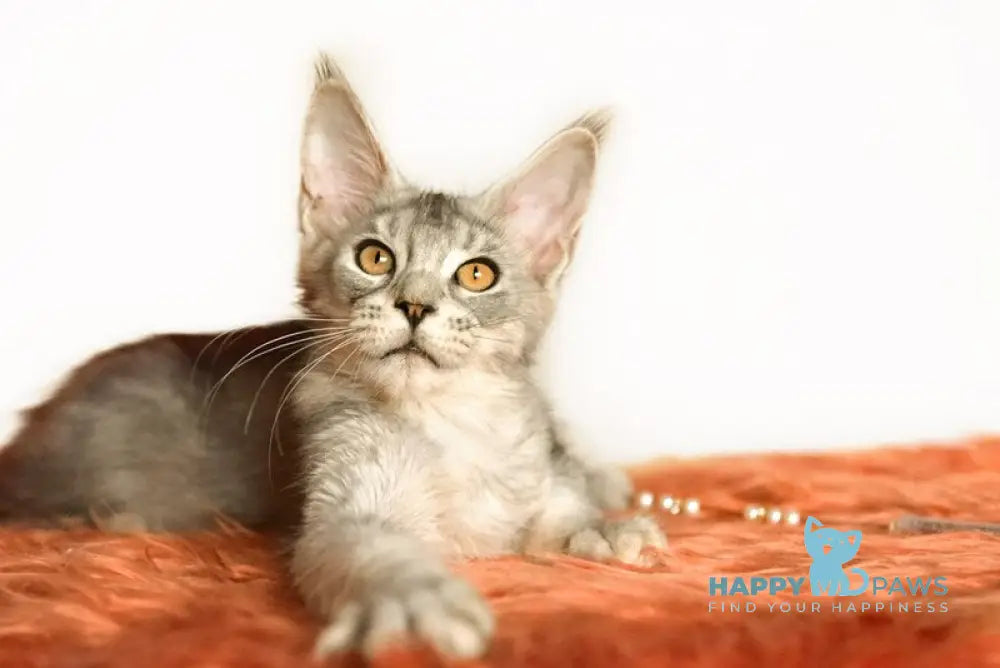 York Maine Coon male black silver ticked tabby live animals