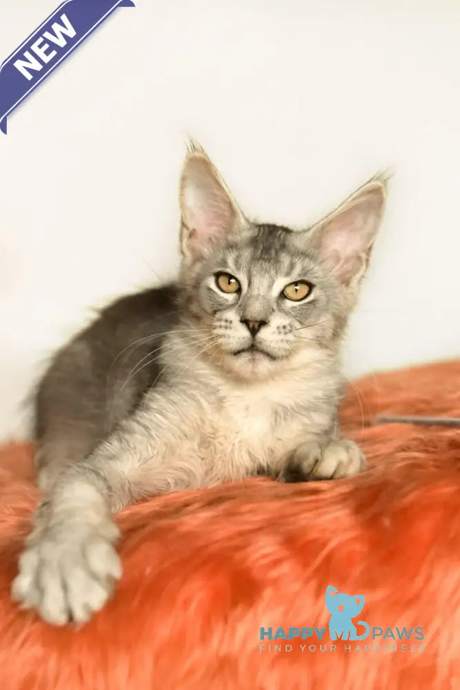 York Maine Coon male black silver ticked tabby live animals