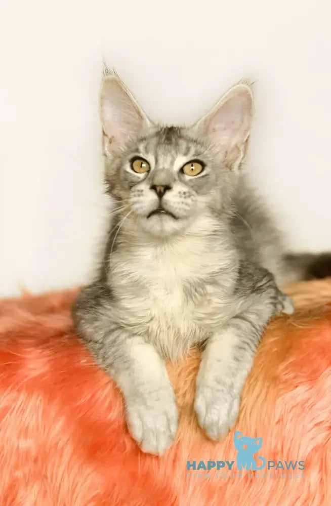 York Maine Coon male black silver ticked tabby live animals