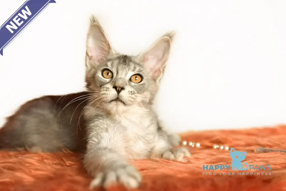 York Maine Coon male black silver ticked tabby live animals