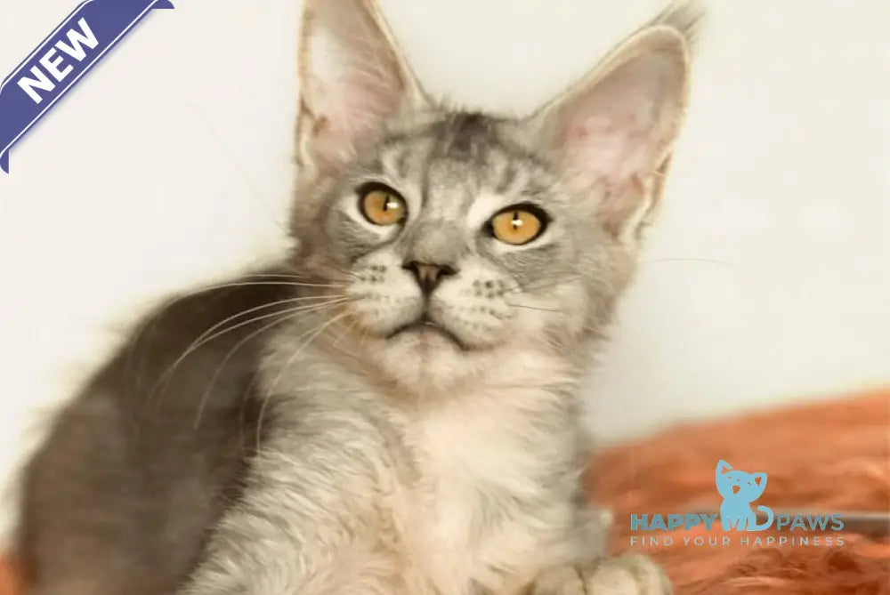 York Maine Coon male black silver ticked tabby live animals