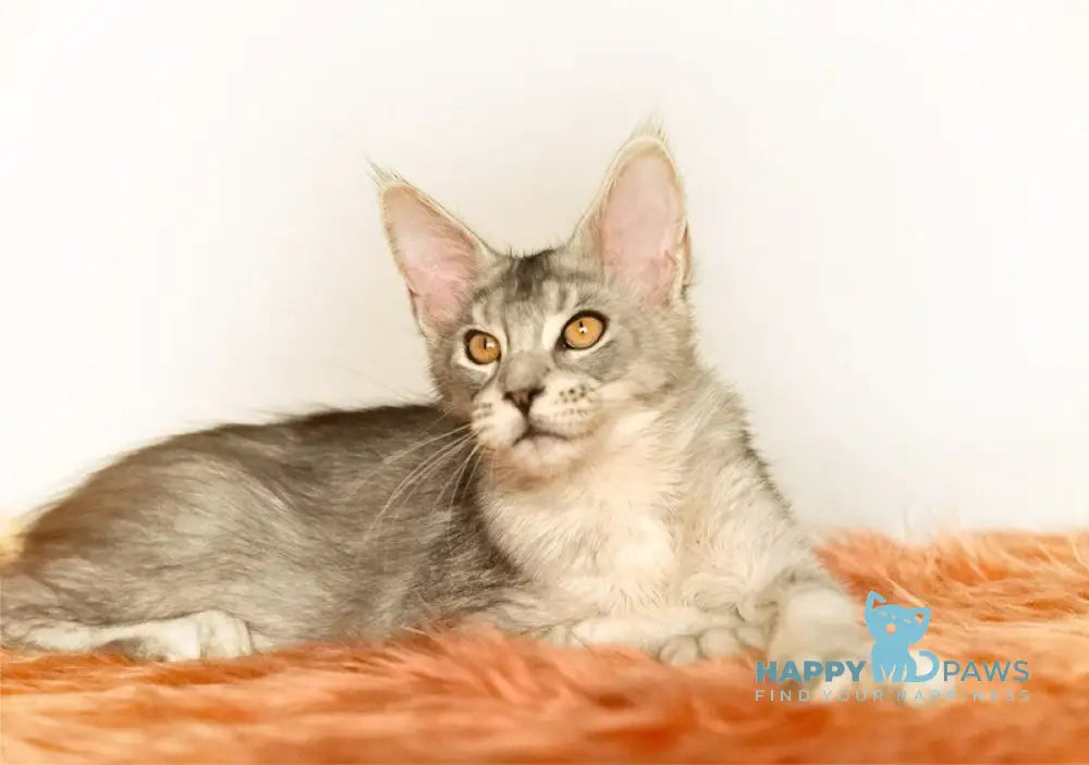 York Maine Coon male black silver ticked tabby live animals