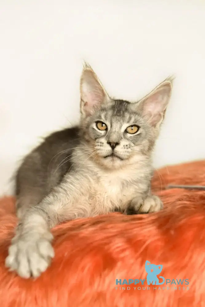 York Maine Coon male black silver ticked tabby live animals