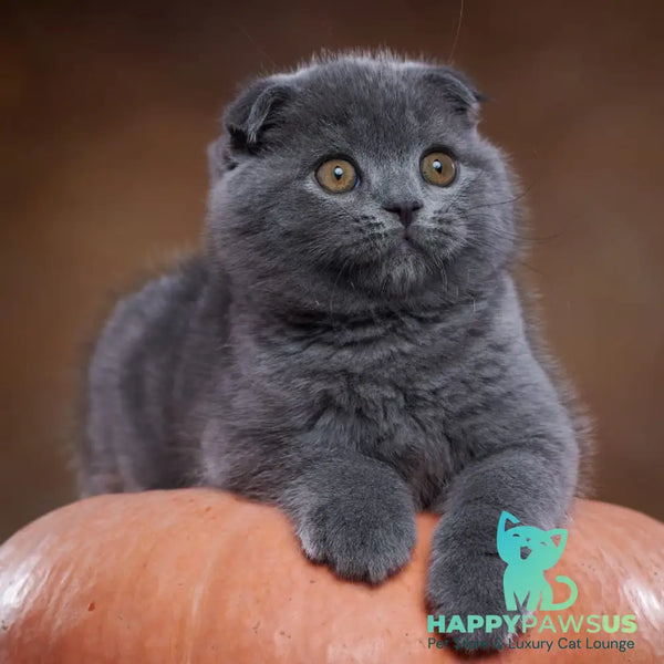 Yosef Scottish Fold male blue - live animals