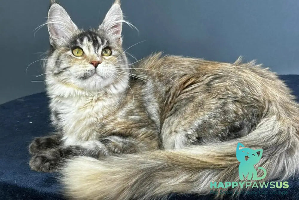 Yosha Maine Coon female black tortie silver tabby with white - live animals