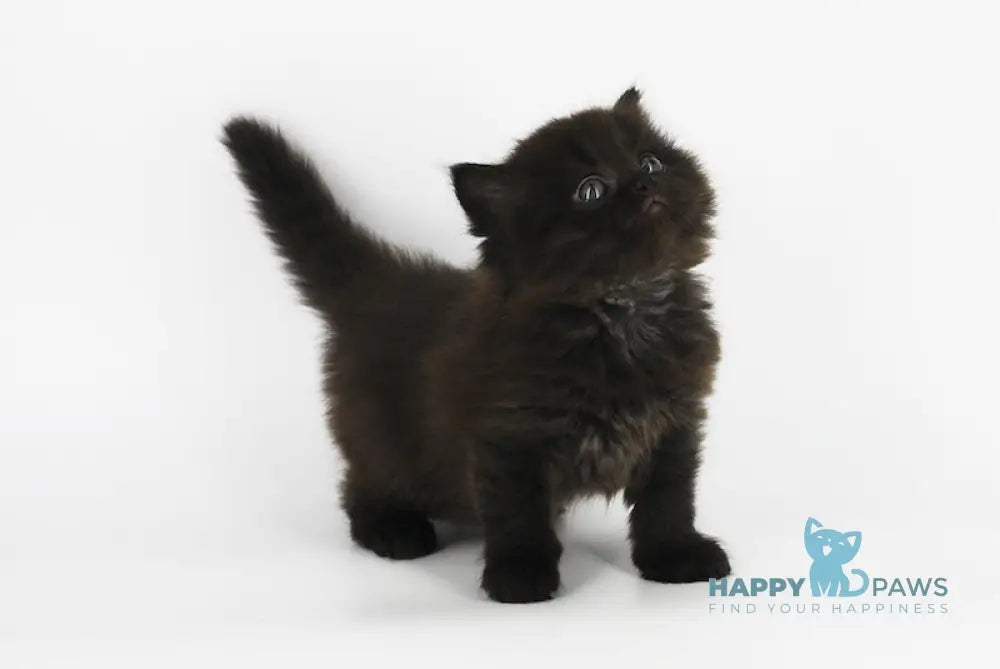 Yosha Scottish Straight male black live animals