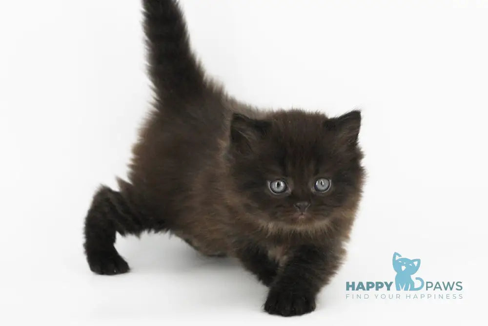Yosha Scottish Straight male black live animals