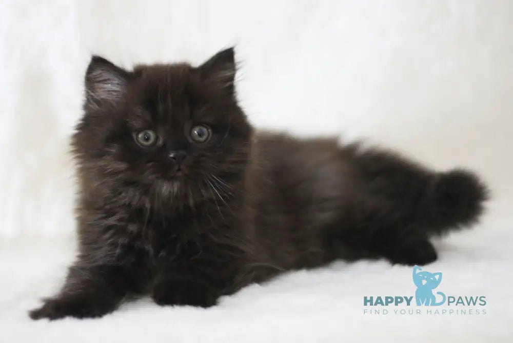 Yosha Scottish Straight male black live animals