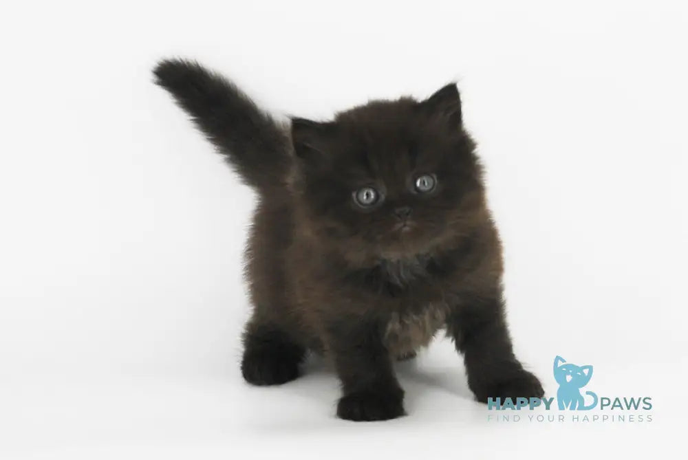 Yosha Scottish Straight male black live animals