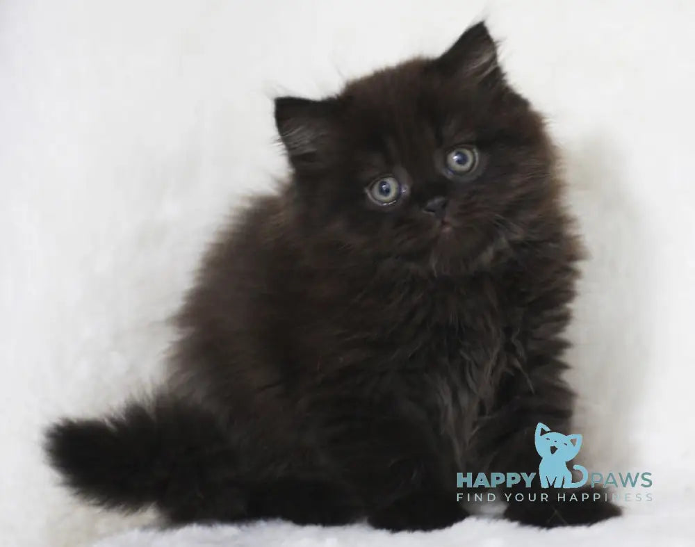 Yosha Scottish Straight male black live animals