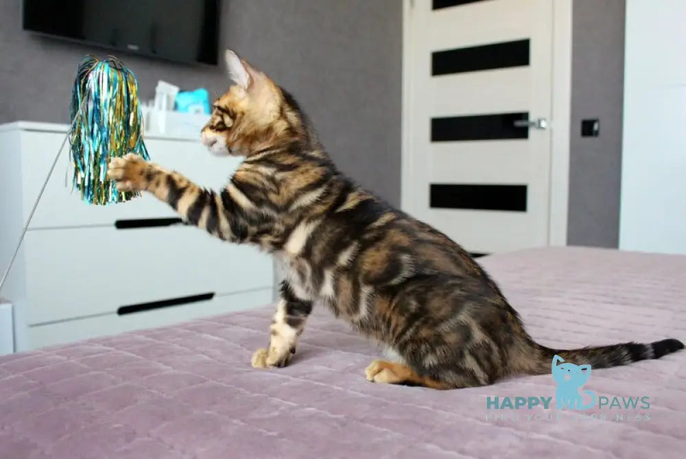 Yoshi Bengal male black spotted tabby live animals