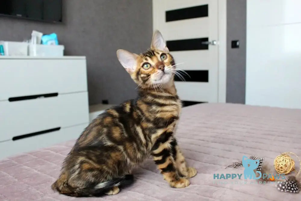 Yoshi Bengal male black spotted tabby live animals