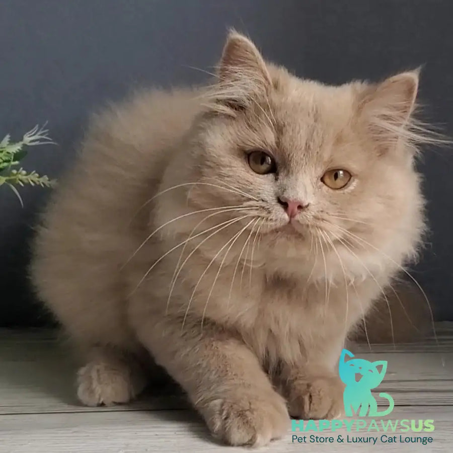 Yoshi British Longhair male fawn - live animals