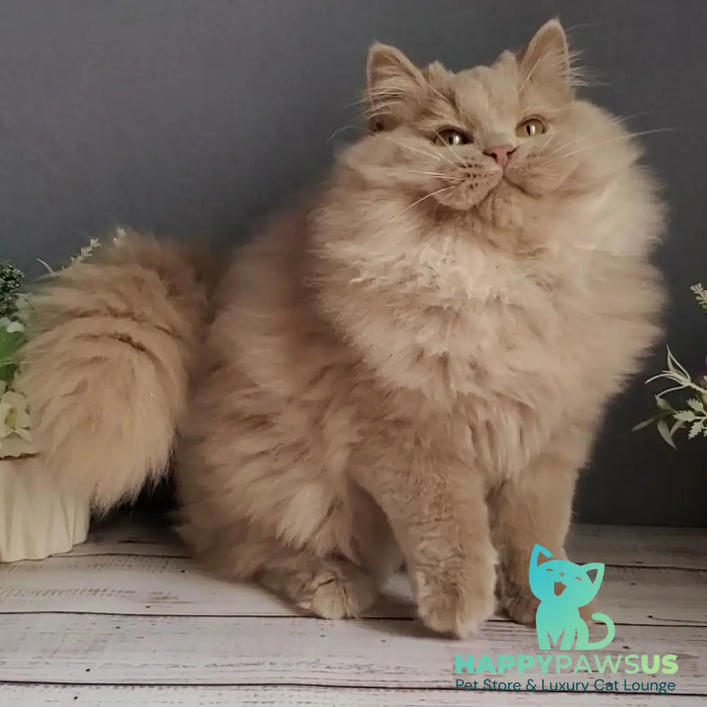 Yoshi British Longhair male fawn - live animals