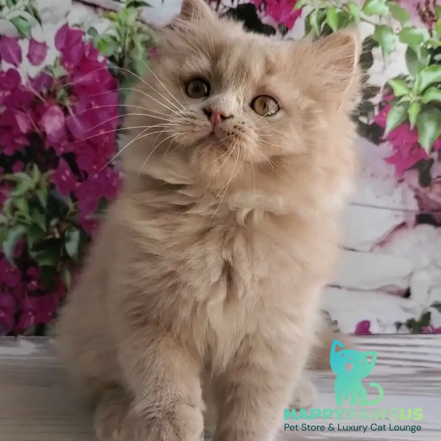 Yoshi British Longhair male fawn - live animals