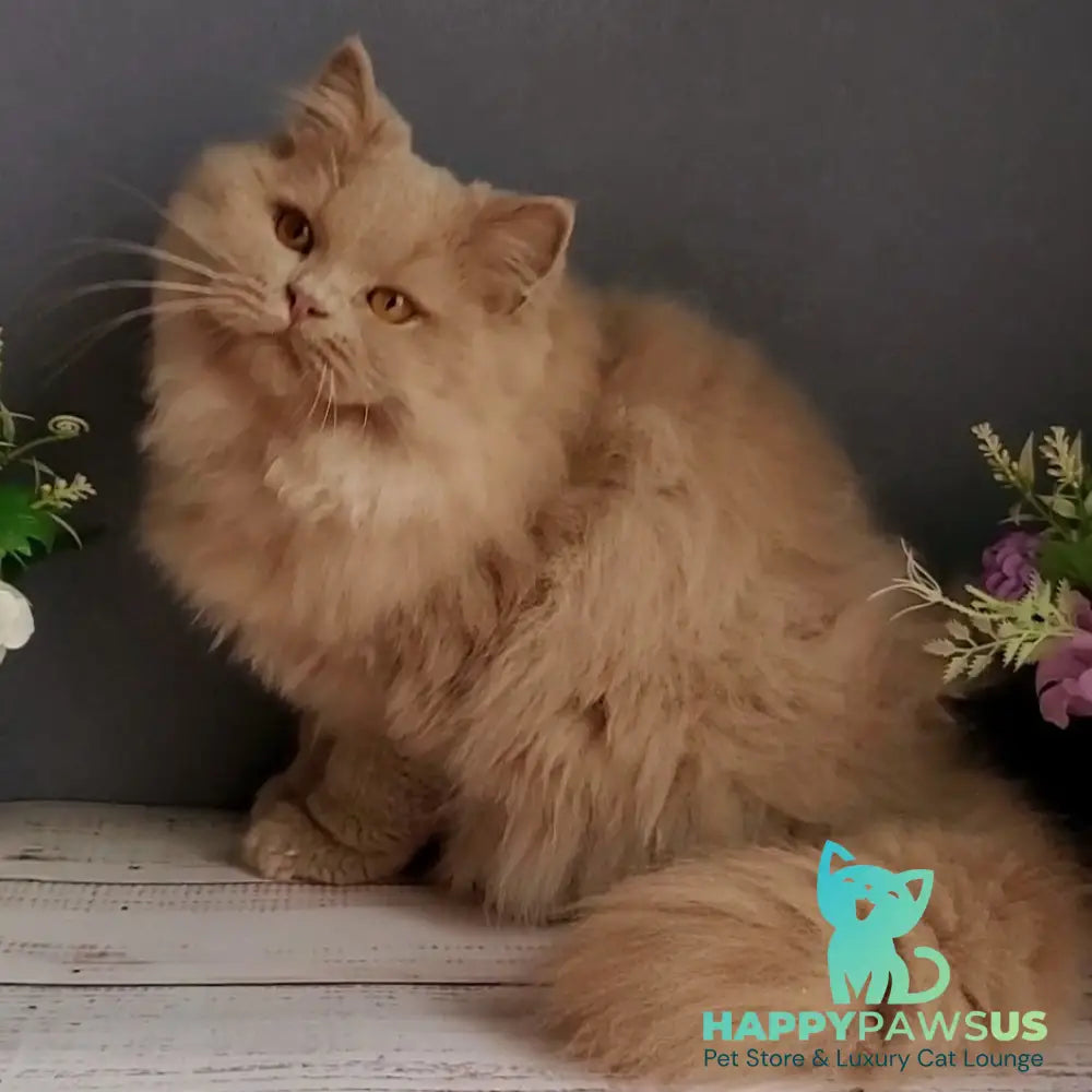 Yoshi British Longhair male fawn - live animals