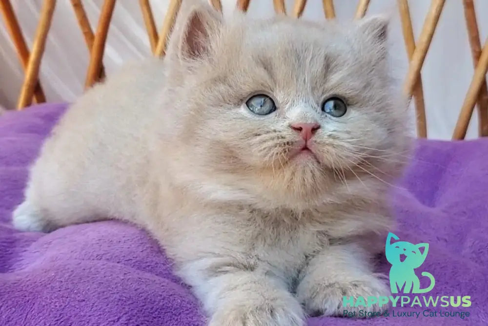 Yoshi British Longhair male fawn - live animals