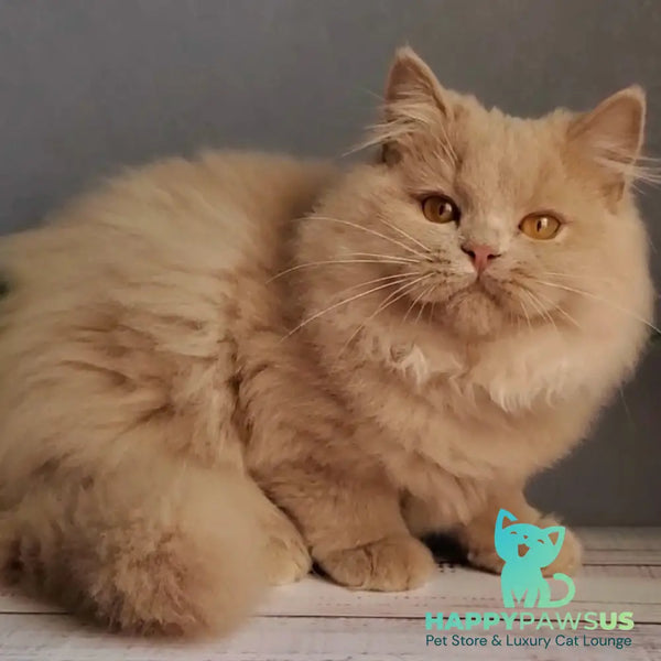 Yoshi British Longhair male fawn - live animals