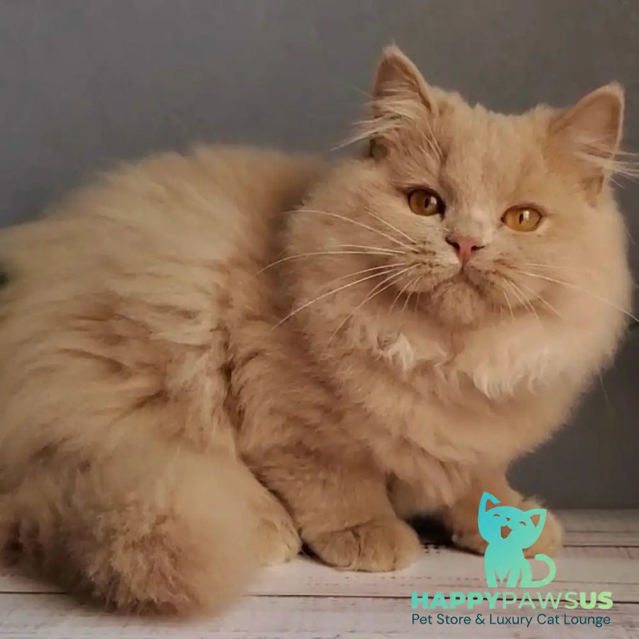 Yoshi British Longhair male fawn - live animals