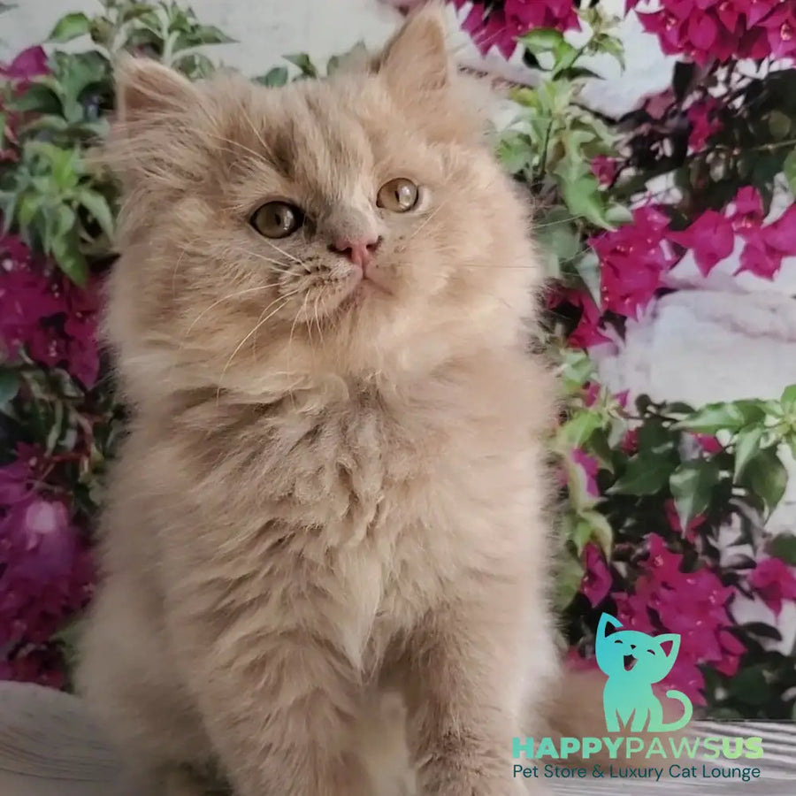 Yoshi British Longhair male fawn - live animals