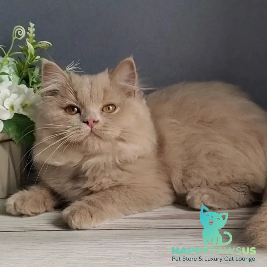 Yoshi British Longhair male fawn - live animals