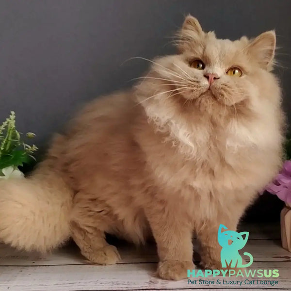 Yoshi British Longhair male fawn - live animals