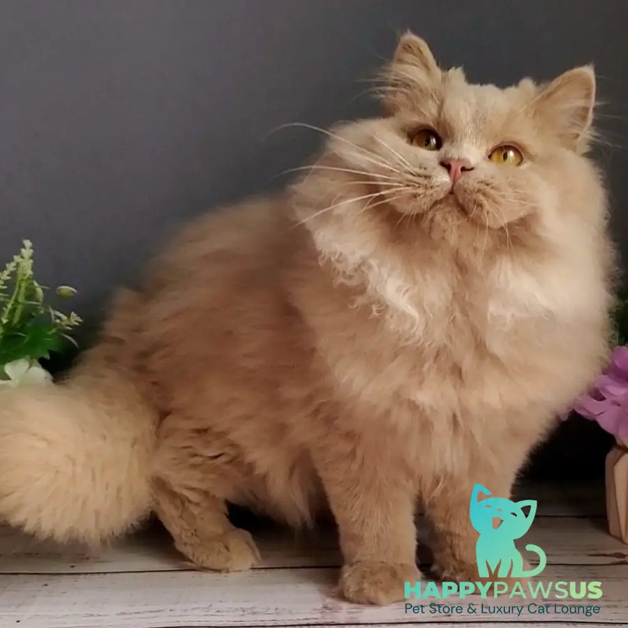 Yoshi British Longhair male fawn - live animals