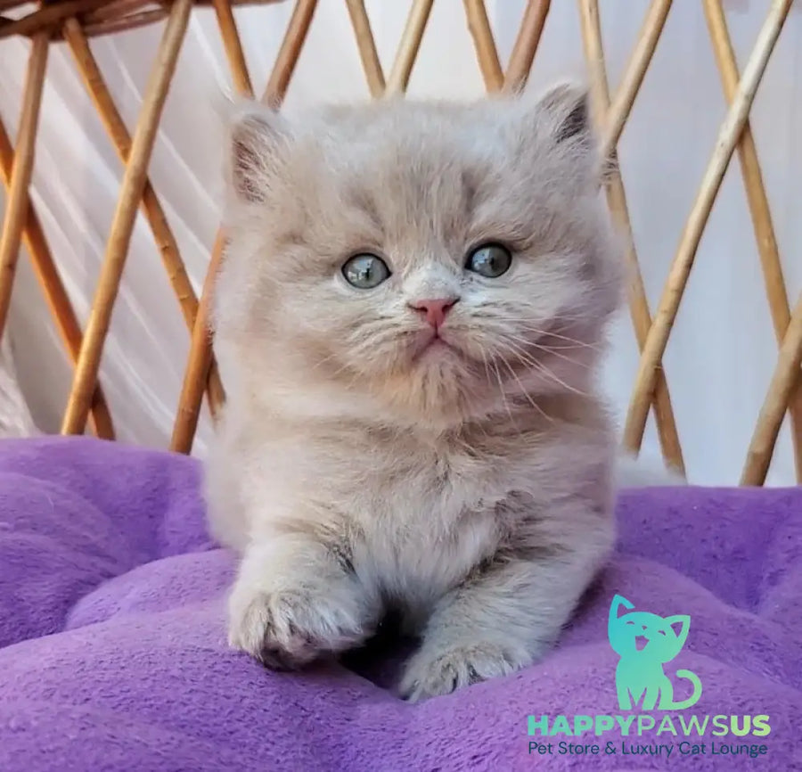 Yoshi British Longhair male fawn - live animals