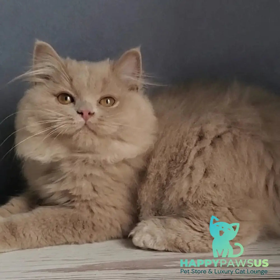 Yoshi British Longhair male fawn - live animals