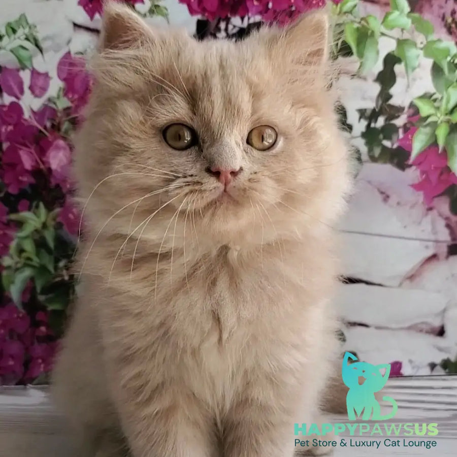Yoshi British Longhair male fawn - live animals