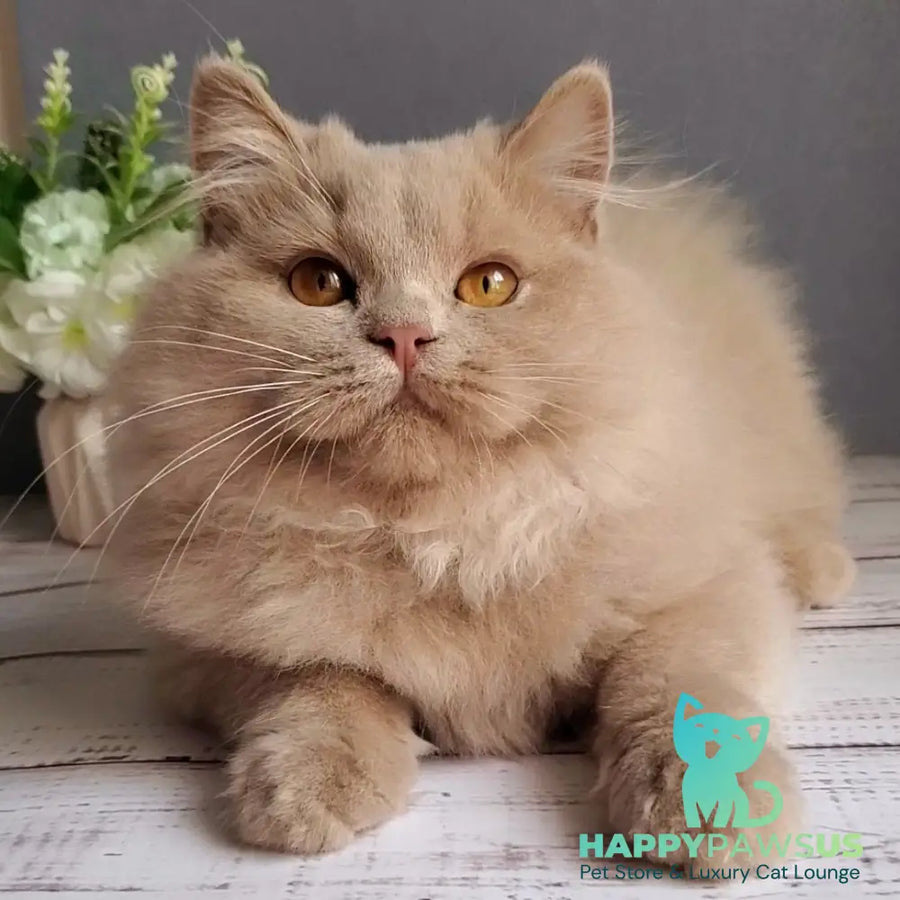 Yoshi British Longhair male fawn - live animals