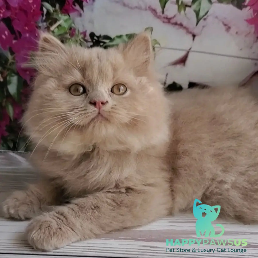 Yoshi British Longhair male fawn - live animals