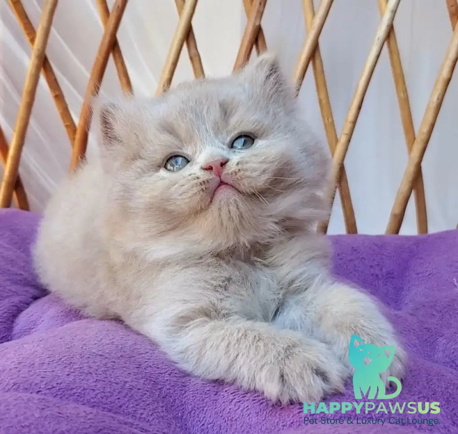 Yoshi British Longhair male fawn - live animals