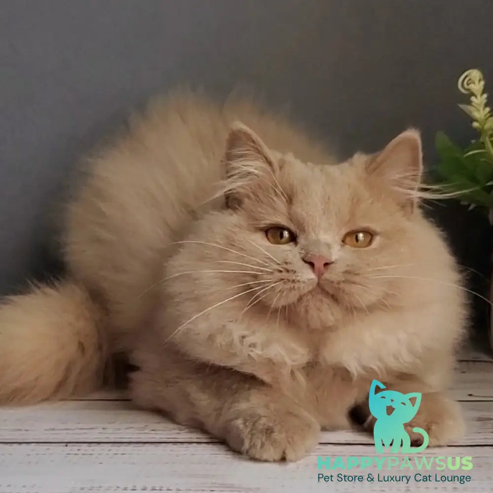 Yoshi British Longhair male fawn - live animals