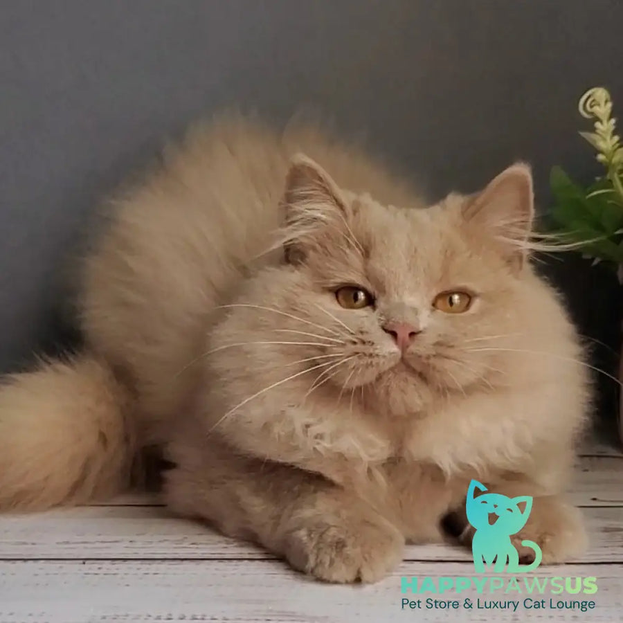Yoshi British Longhair male fawn - live animals