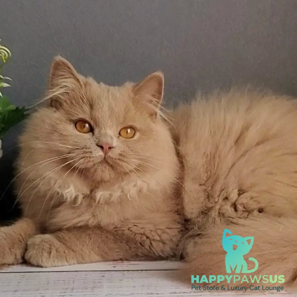 Yoshi British Longhair male fawn - live animals