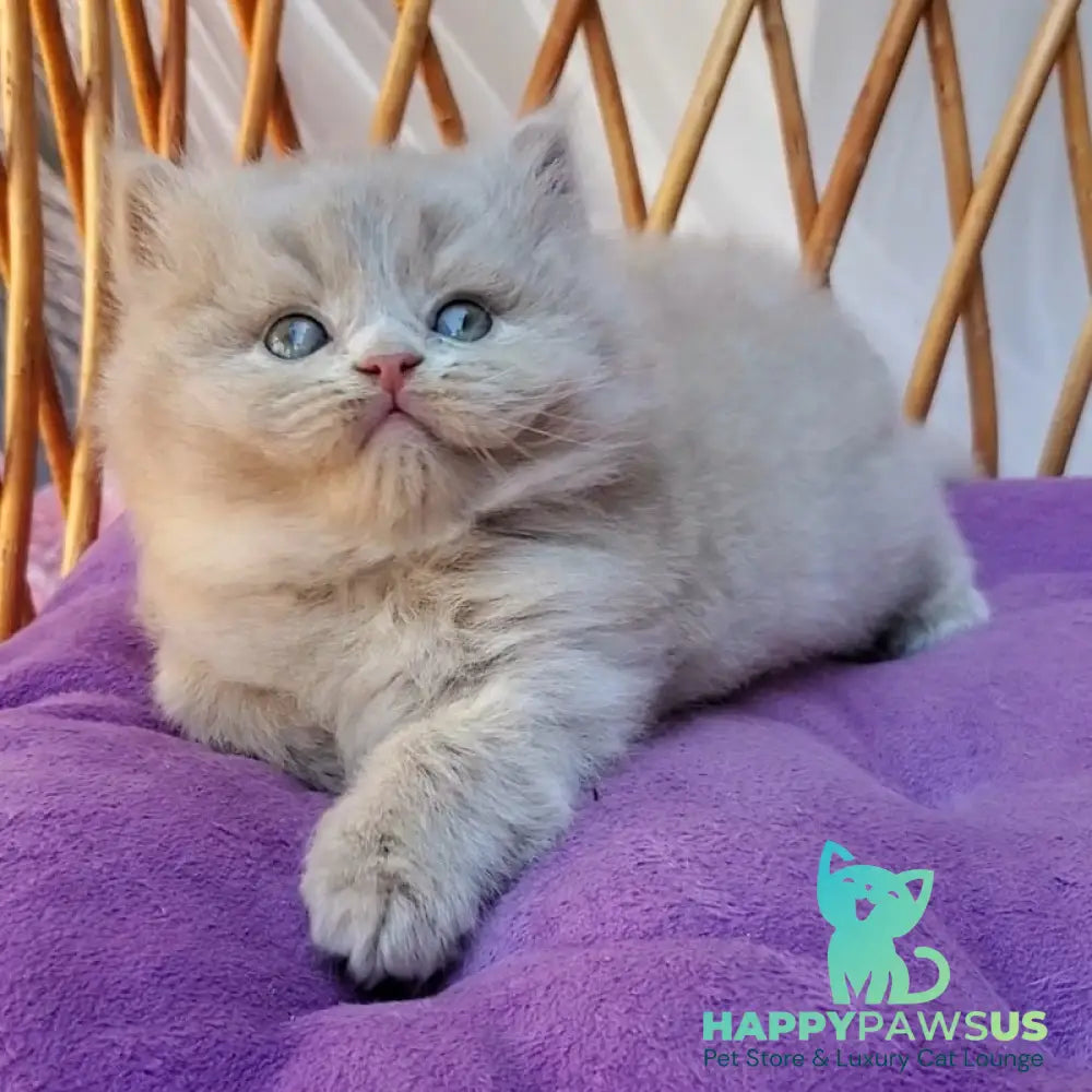 Yoshi British Longhair male fawn - live animals