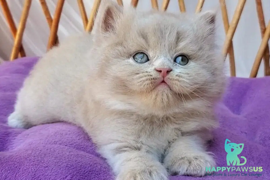 Yoshi British Longhair male fawn - live animals