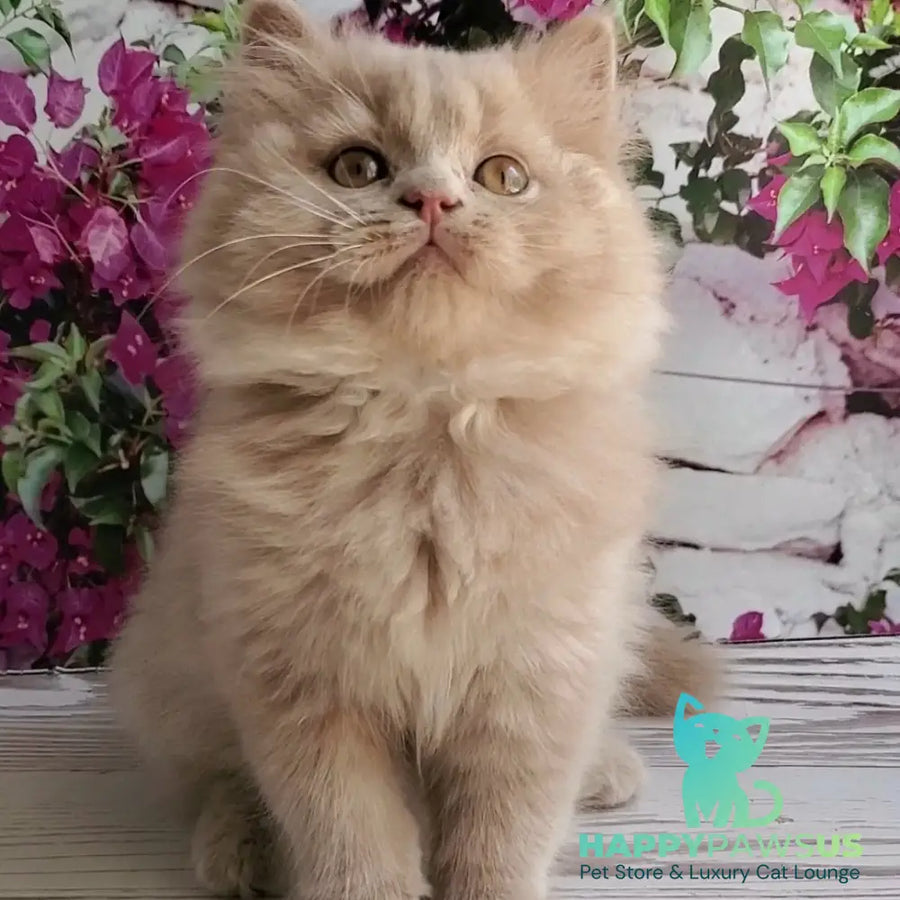Yoshi British Longhair male fawn - live animals